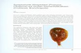 Symphorionte Wimpertiere (Protozoa, Ciliophora) auf Großen ... · Symphorionte Wimpertiere (Protozoa, Ciliophora) auf Großen Kiemenfußkrebsen (Crustacea, Branchiopoda) von Wilhelm