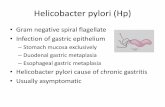 Helicobacter pylori (Hp) - University of Cape Town · Helicobacter pylori (Hp) •Gram negative spiral flagellate •Infection of gastric epithelium –Stomach mucosa exclusively