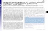 Cystine/glutamate antiporter xCT (SLC7A11) facilitates ... · the PI3K-AKT prosurvival pathway. Notably, control of redox bal- Notably, control of redox bal- ance has also been proposed