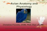 Avian Anatomy and Physiology - WTC Supplemental Resourcesugawtcsupplemental.weebly.com/.../avian_anatomy_and_physiology.pdf · Musculoskeletal System Synsacrum Notarium Coccygeal.