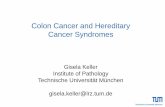 Colon Cancer and Hereditary Cancer Syndromes · Colon Cancer and Hereditary Cancer Syndromes • epidemiology • models of colorectal carcinogenesis • tumor suppressor genes and