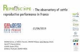 - The observatory of cattle reproductive performance in France - Marine Gele.pdf · - The observatory of cattle reproductive performance in France BIDAN Fabrice, LE MÉZEC Pascale,