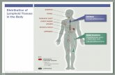 PowerPoint Presentation - visualexllc.com · Differentiation of T cells and B cells NK CELLS (INNATE) Transplant rejection Viral killing Tumor killing 109 A THYMUS GLAND T CELLS (ADAPTIVE)