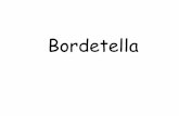 Bordetella - gmch.gov.in lectures/Microbiology/18 Bordetella.pdf · Bordetella Pertussis • Morphology– small, ovoid coccobacillus, , nonmotile, nonsporing • capsulated in first