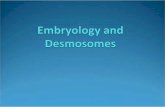 Embryology and Desmosomes - dermpathmd.comdermpathmd.com/Clinical Dermatology/Embryology and Desmosomes.pdf · Lymphatic system CVS ... cells musculoskeletal components. Dermis At