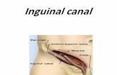 Inguinalcanaldoctor2017.jumedicine.com/wp-content/uploads/sites/7/2019/01/3... · Hydrocele - Accumulation of fluid within the tunica vaginalis of the testis-Causes 1 Inflammatory