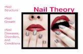 The study of nails. - humbleisd.net Theory ppt.pdf · Nail Structure 1. Free Edge – Extends past the skin. 2. Nail Body – Visible nail area. 3. Nail Wall – Skin on both sides