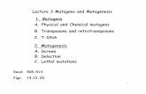 Lecture 3 Mutagens and Mutagenesis 1. Mutagens A. Physical ...science.umd.edu/classroom/bsci410-liu/BSCI410-S09/Lecture3.pdf · RNA genome. The integration of this DNA double helix