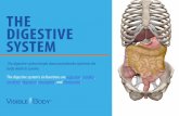 THE DIGESTIVE SYSTEM - visiblebody.com eBooks/VisibleBody... · Attached to the cecum is a tiny organ called the appendix. Though its function is largely vestigial, the appendix interacts