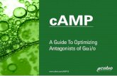 cAMP - bio-connectdiagnostics.nl · (agonist or antagonist). The optimal assay conditions will also hinge on the particular cell line used for the assay. For each setup, a number