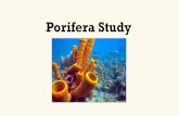 Porifera Study - birdzellbiology.weebly.com · The animal kingdom is considered “monophyletic,” meaning it has a single common ancestor. Porifera is thought to be a “dead end”