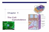 Chapter 7. The Cell: Cytoskeleton Cell... · AP Biology 2005-2006 Cytoskeleton Structure network of fibers extending throughout cytoplasm 3 main protein fibers microtubules microfilaments