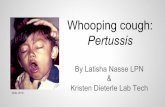 Whooping cough: Pertussis - FM Faculty Web .Domain- Bacteria Kingdom- Eubacteria Phylum-Proteobacteria