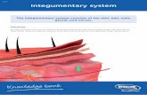 Integumentary system - Integumentary system The integumentary system consists of the skin, hair, nails,
