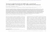 Transcriptional feedback control of insulin receptor by ...genesdev.cshlp.org/content/19/20/2435.full.pdf · Transcriptional feedback control of insulin receptor by dFOXO/FOXO1 Oscar