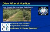 Olive Mineral Nutrition - University of California, Davisceglenn.ucdavis.edu/files/90442.pdf · Joe Connell, Farm Advisor, Butte County Olive Mineral Nutrition University of California