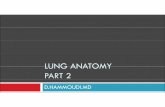 LUNG ANATOMY PART 2 - sinoemedicalassociation.org · Lungs occupy all of the thoracic cavity except the mediastinum Root – site of vascular and bronchial attachments Costal surface