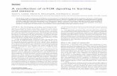 A recollection of mTOR signaling in learning and memorylearnmem.cshlp.org/content/20/10/518.full.pdf · Review A recollection of mTOR signaling in learning and memory Tyson E. Graber,