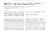 AtRabF2b (Ara7) acts on the vacuolar trafficking pathway ...jcs.biologists.org/content/joces/early/2004/11/23/jcs.01564.full.pdf · unique myristoylated Rab protein of the Arabidopsis