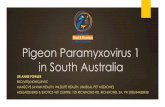 Pigeon Paramyxovirus 1 - SAHPA Paramyxovirus 1.pdf · pigeon paramyxovirus 1 in south australia dr anne fowler bsc(vet)(hons) bvsc manzcvs (avian health, wildlife health, unusual