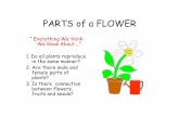 Parts of a flower - XTEC · female parts of a flower often mature at different times. • This makes sure that the flower does not pollinate itself. Para ver esta película, debe