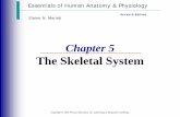 The Skeletal System - coralspringscharter.org Skeletal... · •In embryos, the skeleton is primarily hyaline cartilage •During development, much of this cartilage is replaced by