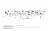 Anti-Pathogenic Activity of Coral Bacteria Againts White ...eprints.undip.ac.id/72977/2/Anti_Pathogenic_activity_of_Coral_Bacteria... · Anti-Pathogenic Activity of Coral Bacteria