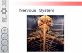 מערכת העצבים- אנטומיה ופיזיולוגיה to Medicine/Head injuries/nervous... · 3.4 Cerebrum Functions of the different lobes Occipital Temporal Frontal Parietal