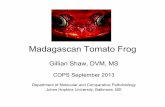 Madagascan Tomato Frog - In Focus pdf/Friday... · Madagascan Tomato Frog • Dyscophus antongilii • Found only in limited regions of Madagascar • Habitat degradation, pollution