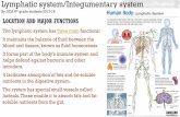 Lymphatic system/Integumentary system · integumentary system is very important to the body with its major functions. One of the major functions is the integumentary system is the