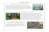 Wildlife Habitat - bringbackbobwhites.org · birds, also providing habitat for beneficial predatory insects. Pollinators have been shown to select a greater number of native plants