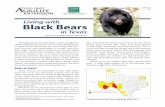 Living with Black Bears - texnat.tamu.edu · Photo by Cephas (CC BY-SA 3.0) Throughout the United States, many people live close to black bears (Ursus americanus). Populations of