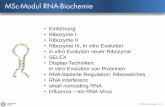 MSc-Modul RNA-Biochemie file• Einführung • Ribozyme I • Ribozyme II • Ribozyme III, In vitro Evolution • in vitro Evolution neuer Ribozyme • SELEX • Display-Techniken: