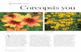 Plant-trial results Coreopsis you - Chicago Botanic Garden · ‘Moonray’ Coreopsis you These stars are guaranteed to stay disease-free and stick around when the chips are down