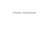 Phylum Arthropoda - Staff Official Site Unilastaff.unila.ac.id/gnugroho/files/2012/08/Arthropoda-3.pdf · Taxonomy of Artrhopods (Extant) • Phylum Arthropoda (Extant) – Subphylum
