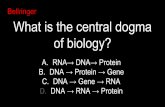 D. Bellringer C. DNA → Gene → RNA of biology? B. DNA ...adamsbio.weebly.com/uploads/7/6/7/5/76752321/7.3_20translation_20_282... · Replication (7.1) → Transcription(7.2) →