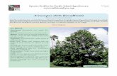 Artocarpus altilis (breadfruit) - WordPress.com · Artocarpus altilis (breadfruit) INTRODUCTION Breadfruit has long been an important staple crop and a primary component of traditional