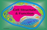 Cell Structure & Function - tetuteacher.weebly.comtetuteacher.weebly.com/uploads/1/3/3/6/13362371/cell_structure_function.pdfDefinition of Cell A cell is the smallest unit that is