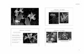 3/25/10 Iridaceae - iris family - courses.botany.wisc.edu · 3/25/10! 2! Iridaceae - iris family! Iris lacustris! Dwarf lake iris! Endangered species restricted to fringe areas of