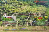 FLORA SURVEY AND BIODIVERSITY MUNICIPALITY OF CORON Flora Final Report.pdf · To the southeast are Tagumpay, Borac, Turda, and Marcilla. The YKR ( Yulo Kings Ranch ) although not