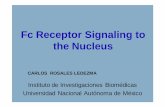 Fc Receptor Signaling to the Nucleus - JST · Fc Receptor Signaling to the Nucleus Instituto de Investigaciones Biomédicas Universidad Nacional Autónoma de México CARLOS ROSALES
