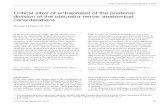 Critical sites of entrapment of the posterior division of ... · Critical sites of entrapment of the posterior division of the obturator nerve: anatomical ... given to the relationship