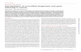 Dysregulation of microRNA biogenesis and gene silencing in ... · Biogenesis of a miRNA is a stepwise proces s involving (i) transcription of a primary transcript (pri-miRNA), (ii)