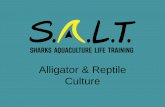 Alligator & Reptile Culture - shellfish.ifas.ufl.edushellfish.ifas.ufl.edu/wp-content/...and-Reptile-Culture_Powerpoint.pdf · • Reptile aquaculture is sustainable and a win-win