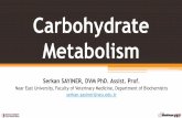 Carbohydrate Metabolism - biyokimya.vetbiyokimya.vet/documents/biyokimya/Carbohydrate_Metabolism.pdf · Most basic digestive products are transported to the relevant cellular metabolic