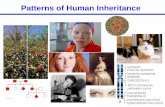 Patterns of Human Inheritance - websites.rcc.eduwebsites.rcc.edu/thaler/files/2016/10/Chapter14.pdf · Describe dominant and recessive patterns of inheritance . in human disease traits.