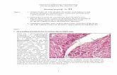 Department of Histology and Embryologyultrastruktura.upol.cz/výuka/en/11CIRCULpractical.pdf · histology practical no. 11 . topics: 1 - structure of the heart, elastic and muscular