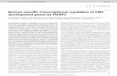 12 November 2009 doi:10.1038/nature08549 LETTERS · So far, the transcription factor FOXP2 (forkhead box P2) is the only gene implicated in Mendelian forms of human speech and languagedysfunction1–3.Ithasbeen