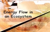 Energy Flow in an Ecosystem - Science Rules!nilssonscience.weebly.com/.../44978573/food_energy_through_ecosystems.pdf · Energy Flow • Energy in an ecosystem originally comes from