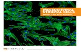 MESENCHYMAL STROMAL CELLS - cdn.stemcell.com · trilineage differentiation potential in vitro. MSCs can be isolated from several tissues, including bone marrow (BM), umbilical cord